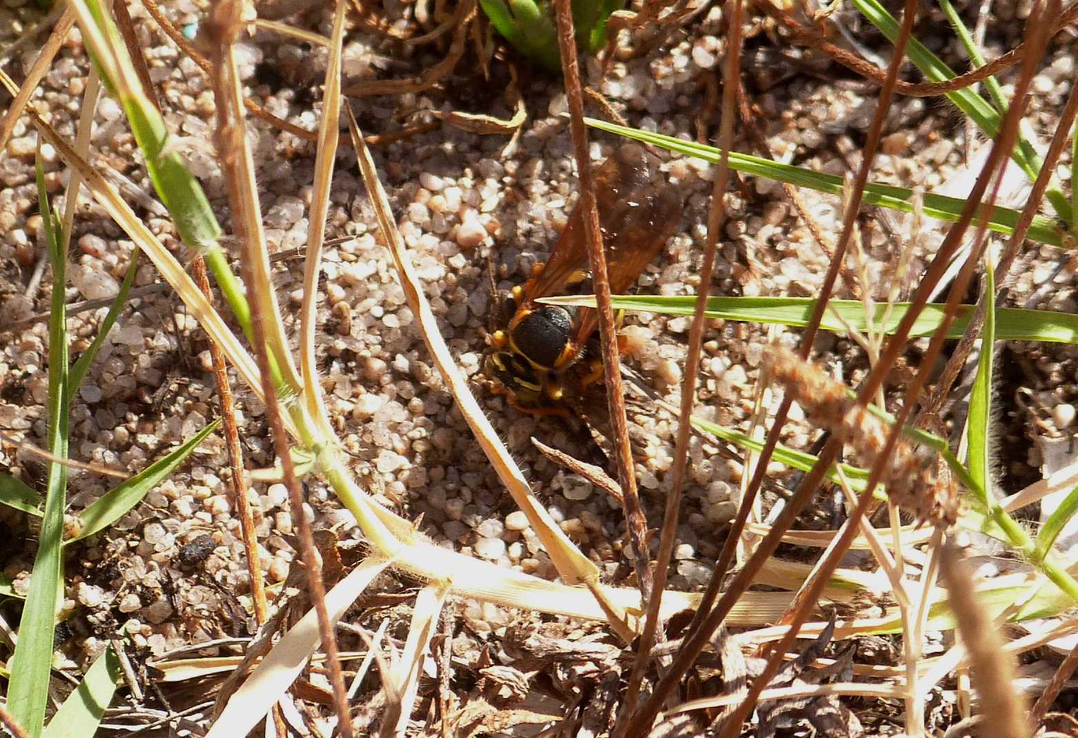 Stizus fasciatus che cattura una cavalletta